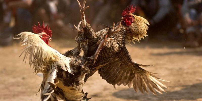 Đá gà W188 – Nơi giải trí lý tưởng với vô số lợi thế