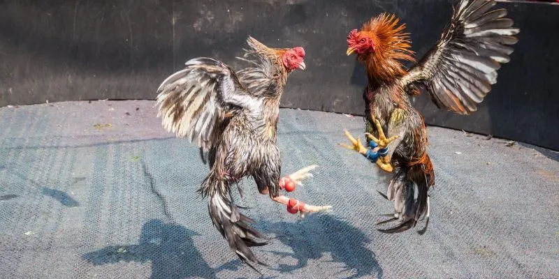 Quy định cơ bản áp dụng trong đá gà cựa tròn