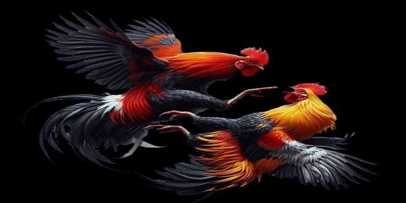 Ưu điểm của đá gà cựa sắt